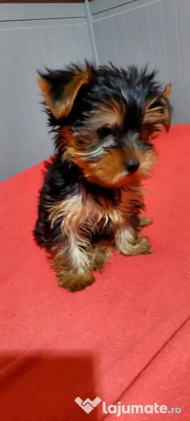Yorkshire Terrier extra mini Toy