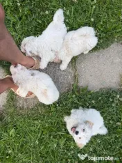 Donez pui Bichon havanez