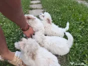 Donez pui Bichon havanez