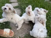 Donez pui Bichon havanez