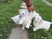 Donez pui Bichon havanez