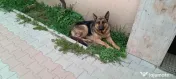 Ciobanesc german femelă 1,5 ani