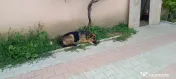 Ciobanesc german femelă 1,5 ani