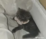 British longhair
