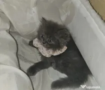 British longhair