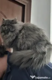 British longhair