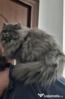 British longhair
