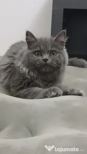 British longhair