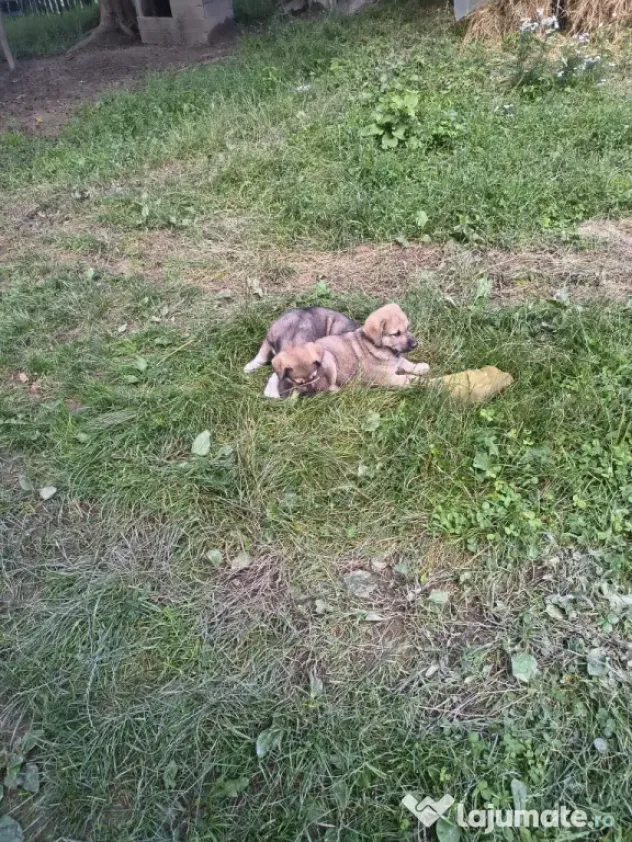 Ciobanesc