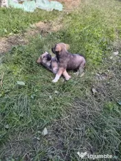 Ciobanesc încrucișare Kangal × Ciobănesc Caucazian.
