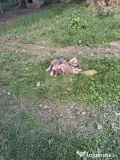 Ciobanesc încrucișare Kangal × Ciobănesc Caucazian.