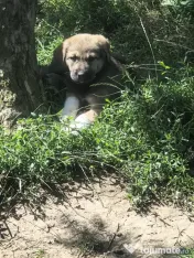 Ciobanesc încrucișare Kangal × Ciobănesc Caucazian.