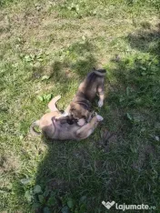 Ciobanesc încrucișare Kangal × Ciobănesc Caucazian.
