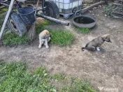 Ciobanesc încrucișare Kangal × Ciobănesc Caucazian.