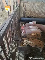 vand purcei de 7 saptamani