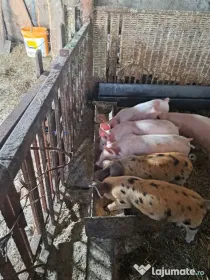 vand purcei de 7 saptamani