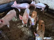 vand purcei de 7 saptamani 