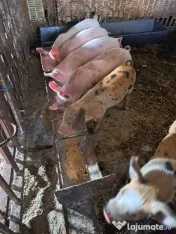 vand purcei de 7 saptamani 