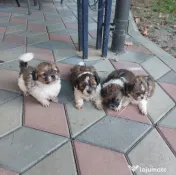 Vând Shih Tzu pui mici şi drăgălaşi