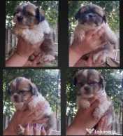 Vând Shih Tzu pui mici şi drăgălaşi