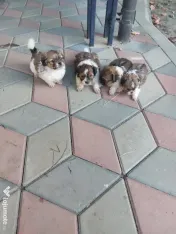 Vând Shih Tzu pui mici şi drăgălaşi