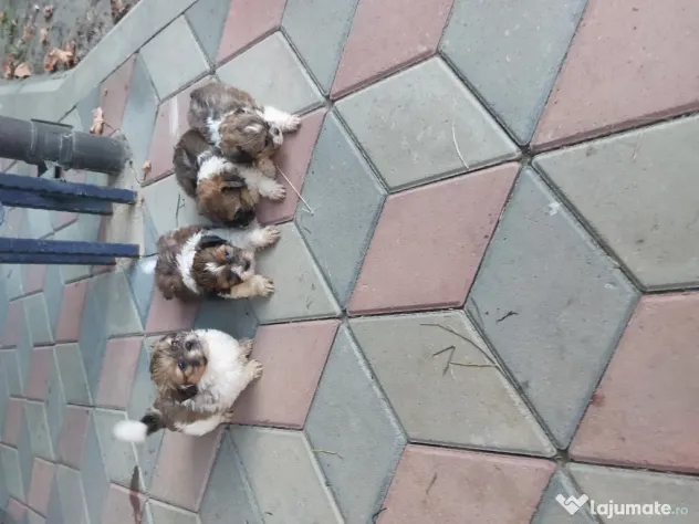 Vând Shitzu , pui mici și drăgălași