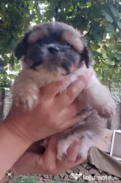 Vând Shih Tzu pui mici şi drăgălaşi