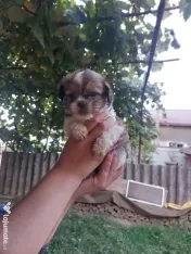 Vând Shih Tzu pui mici şi drăgălaşi