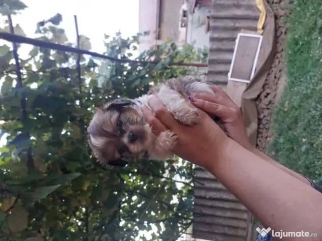 Vând Shitzu , pui mici și drăgălași