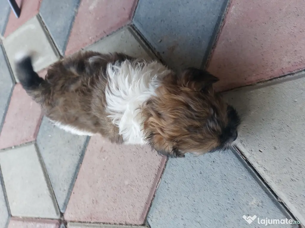Vând Shitzu , pui mici și drăgălași