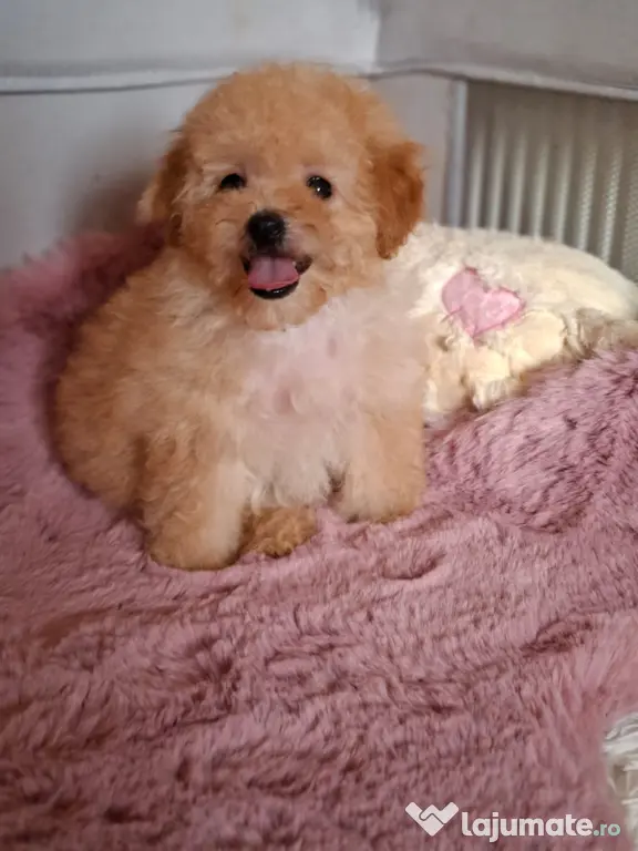 Pui rasa Maltipoo cu garanție medicală