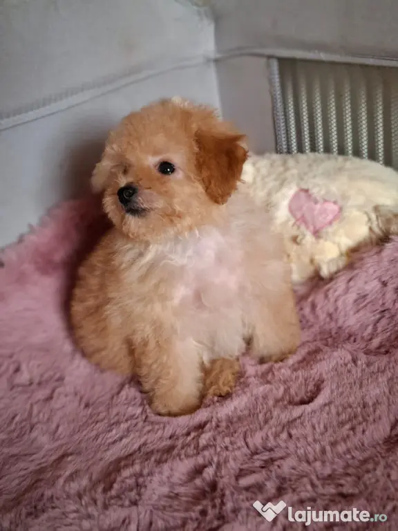 Pui rasa Maltipoo cu garanție medicală