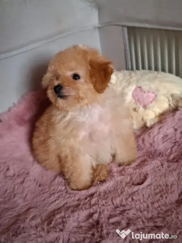 Pui rasa Maltipoo cu garanție medicală
