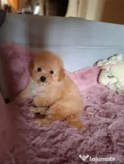 Pui rasa Maltipoo cu garanție medicală 