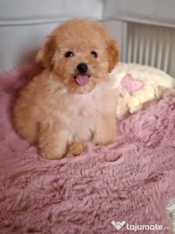 Pui rasa Maltipoo cu garanție medicală