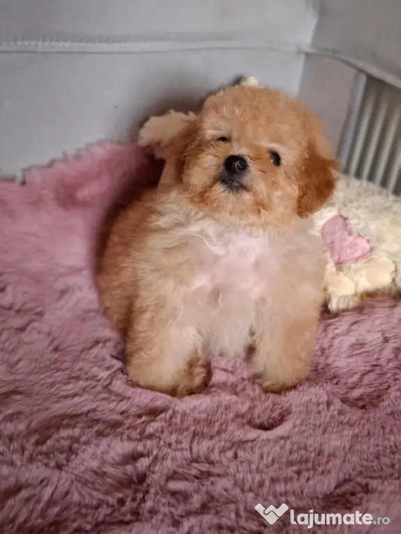 Pui rasa Maltipoo cu garanție medicală