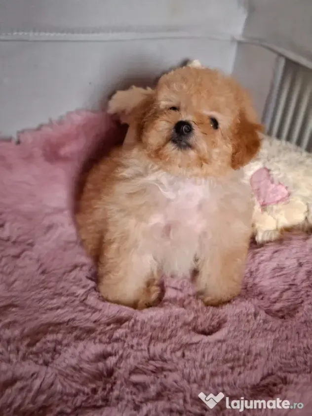 Pui rasa Maltipoo cu garanție medicală