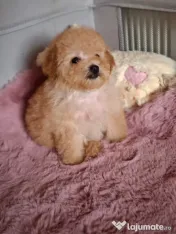 Pui rasa Maltipoo cu garanție medicală 