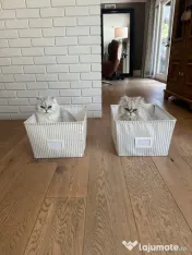 Pisici doi îngeri adorabili adoptie