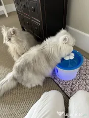Pisici doi îngeri adorabili adoptie
