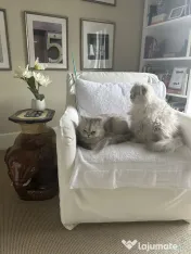 Pisici doi îngeri adorabili adoptie