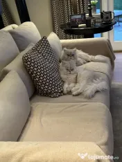 Pisici doi îngeri adorabili adoptie