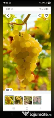 vând struguri de vin 2026 