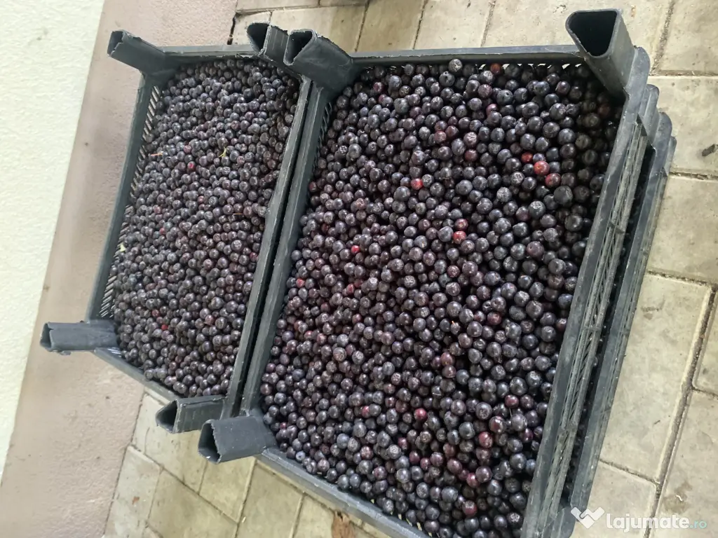 Aronia proaspata