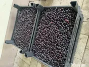 Aronia proaspata