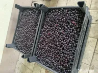 Aronia proaspata