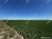 Teren intravilan de 19264 mp situat in zona Industriala Vest 