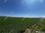 Teren intravilan de 19264 mp situat in zona Industriala Vest 