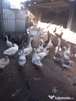Boboci de gasca