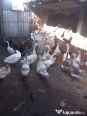 Boboci de gasca 